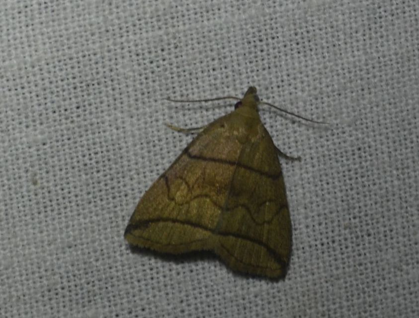 Herminia grisealis - ligeti karcsúbagoly