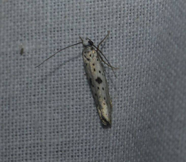 Yponomeuta plumbella - pókhálós bengemoly