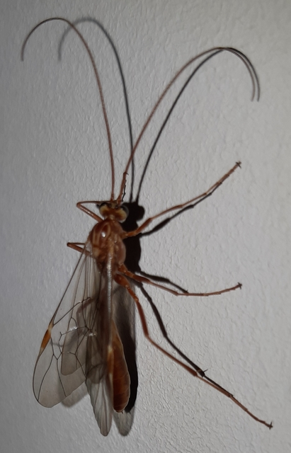 Ophion obscuratus