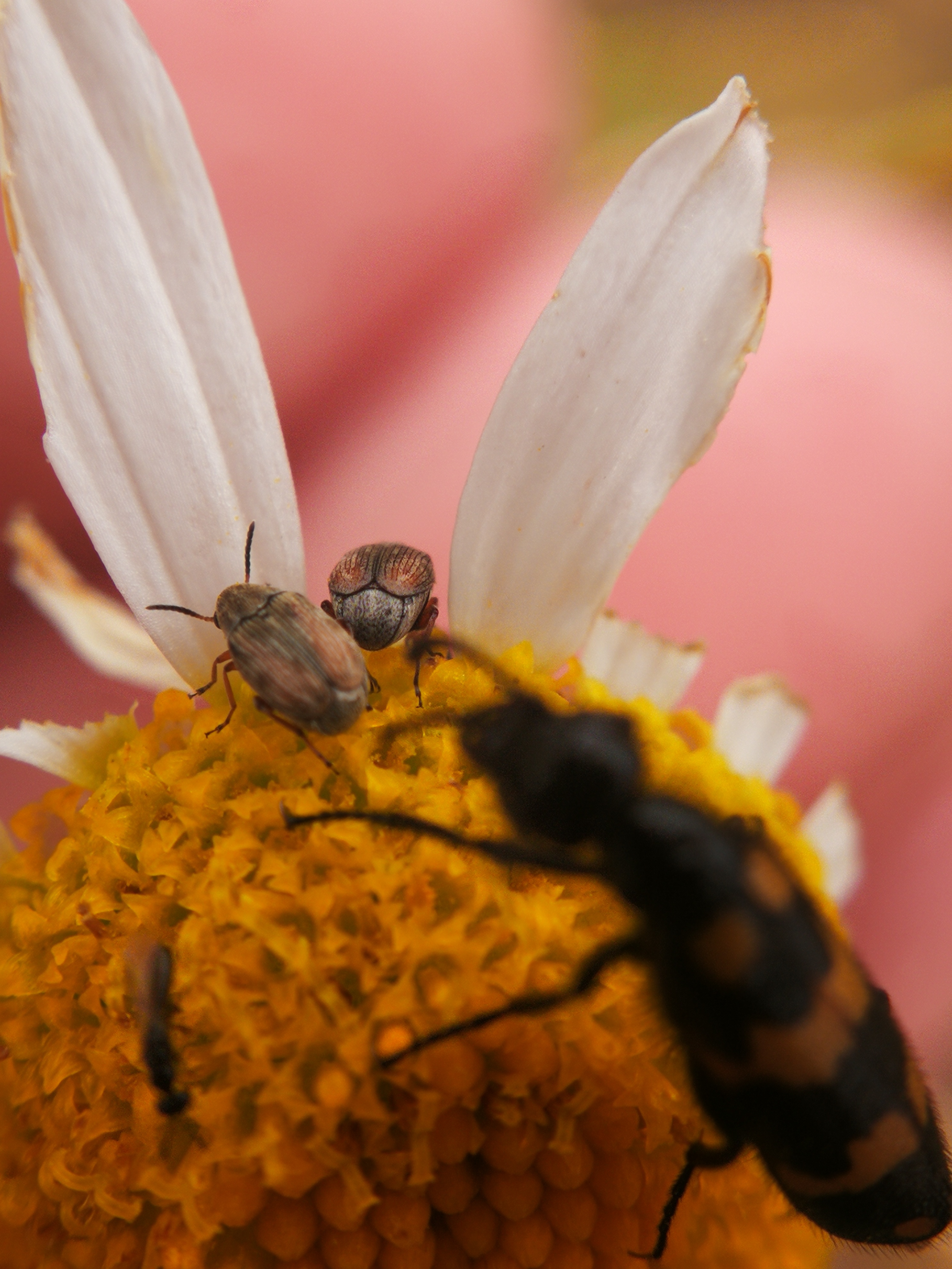 Acanthoscelides pallidipennis - gyalogakác-zsizsik