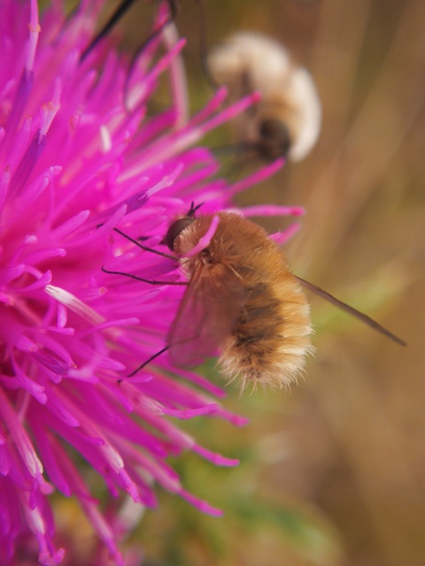 Bombyliinae