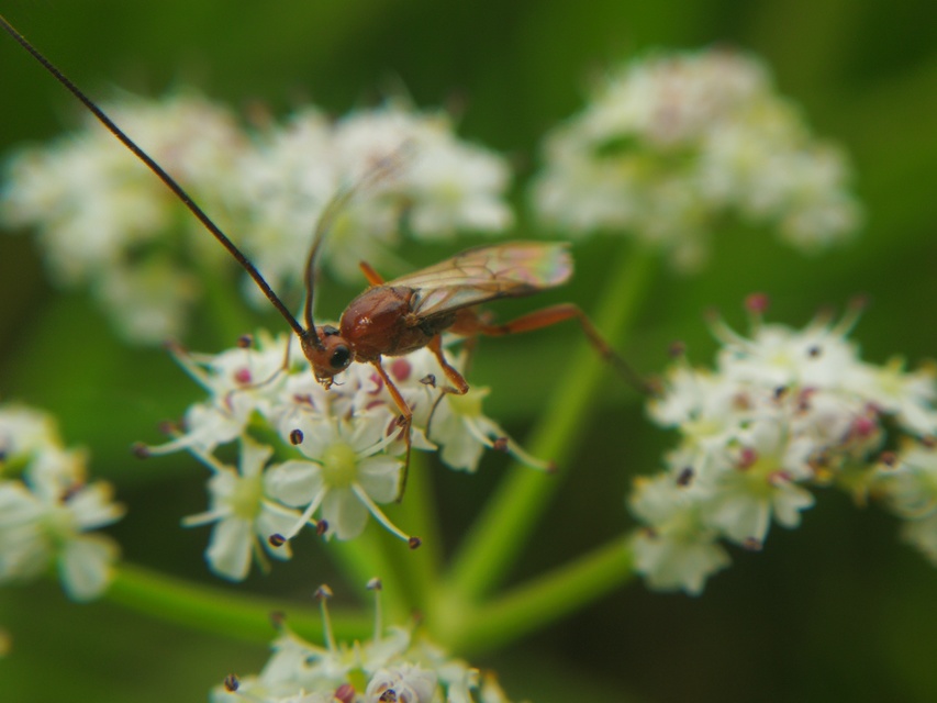 Braconidae - gyilkosfürkészek