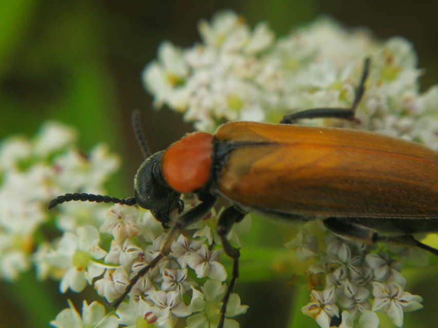 Oenas crassicornis - vastagcsápú hólyaghúzó