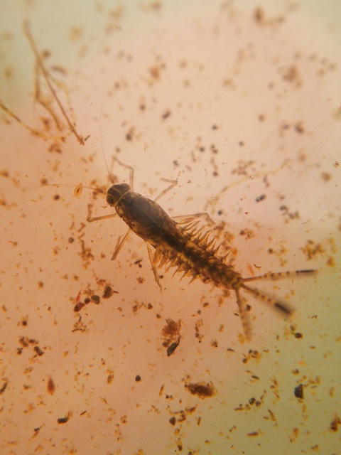 Cloeon dipterum - elevenszülő kérész