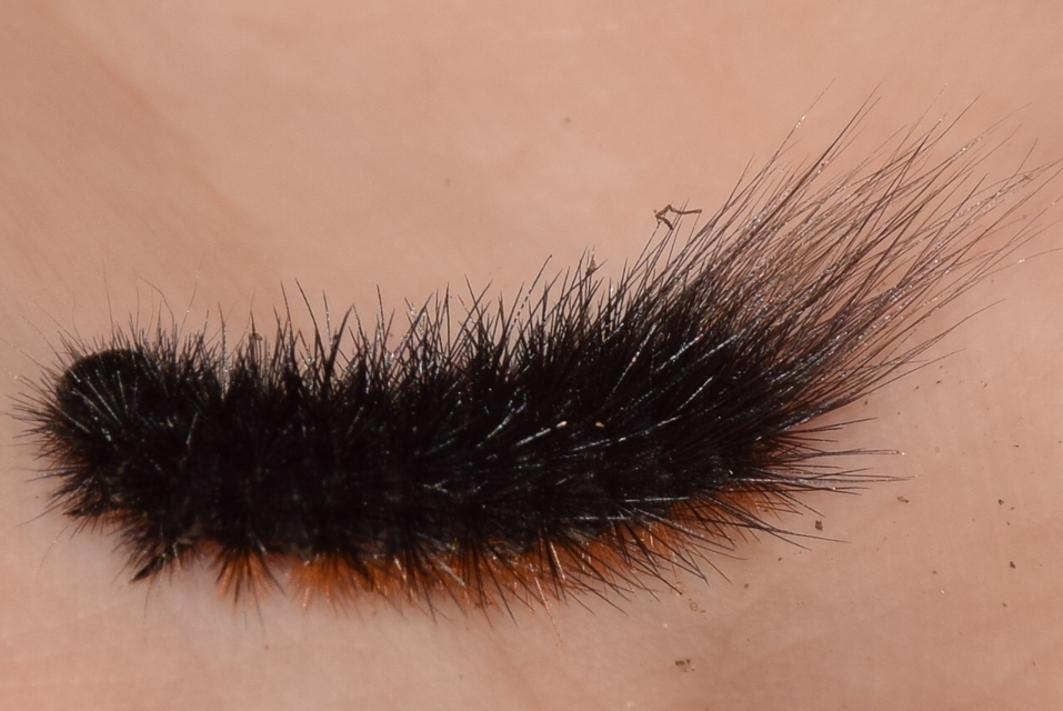 Hyphoraia aulica - barna medvelepke