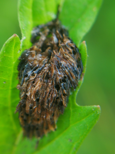 Tabanidae - böglyök