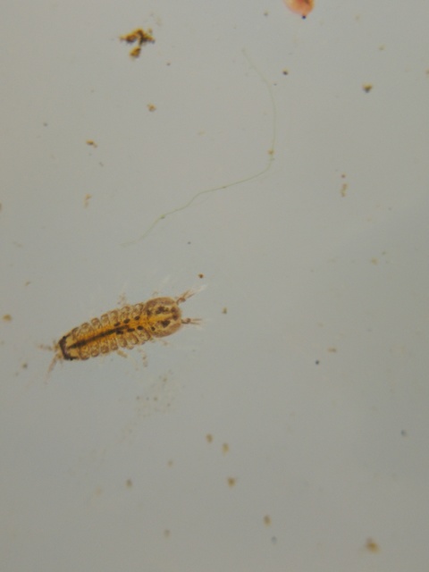 Asellus aquaticus - közönséges víziászka