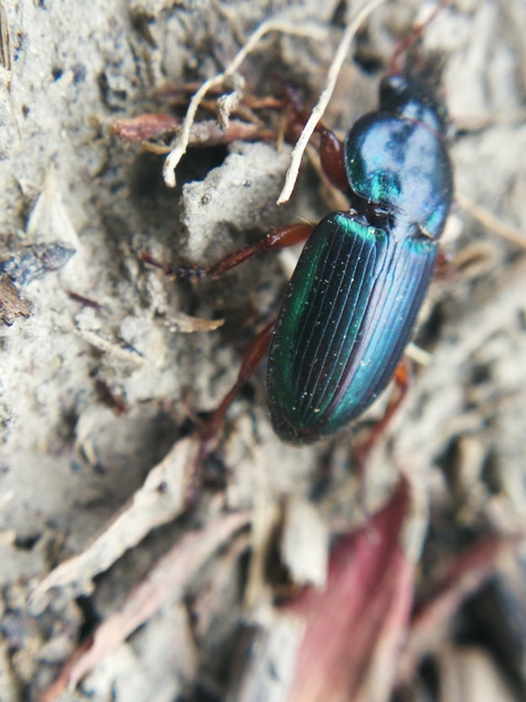 Harpalus affinis - szőrösszárnyú lomhafutó