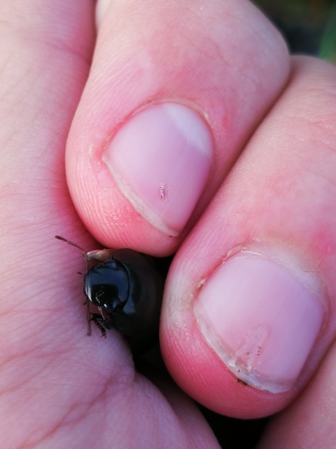 Hydrochara caraboides - kis csibor