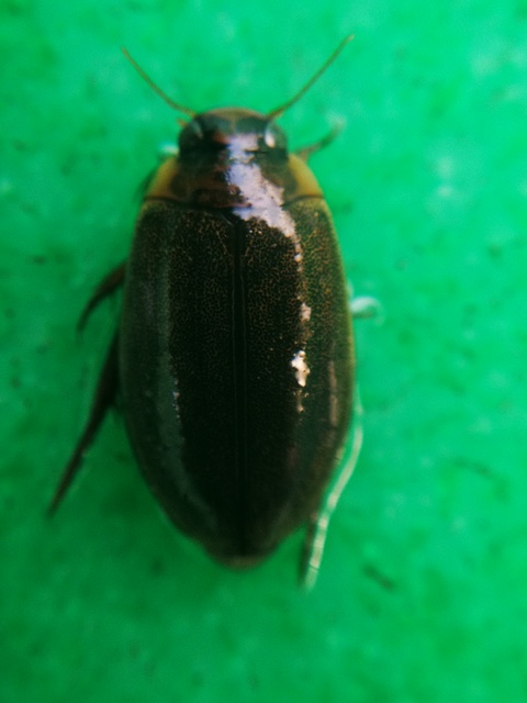 Rhantus