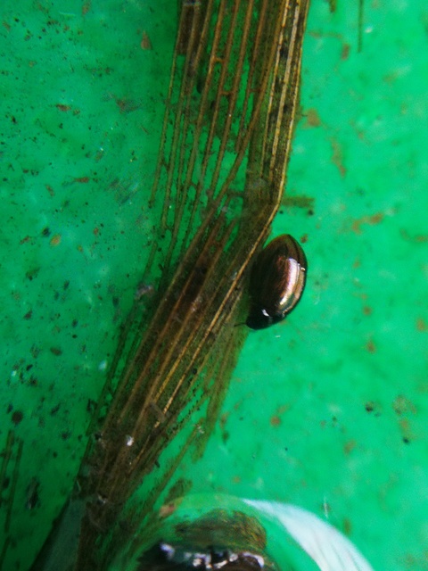 Anacaena limbata - gyakori kerekcsibor
