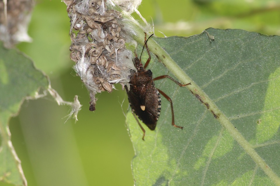 Pentatoma rufipes - vöröslábú címerespoloska Pentatoma rufipes - vöröslábú címerespoloska