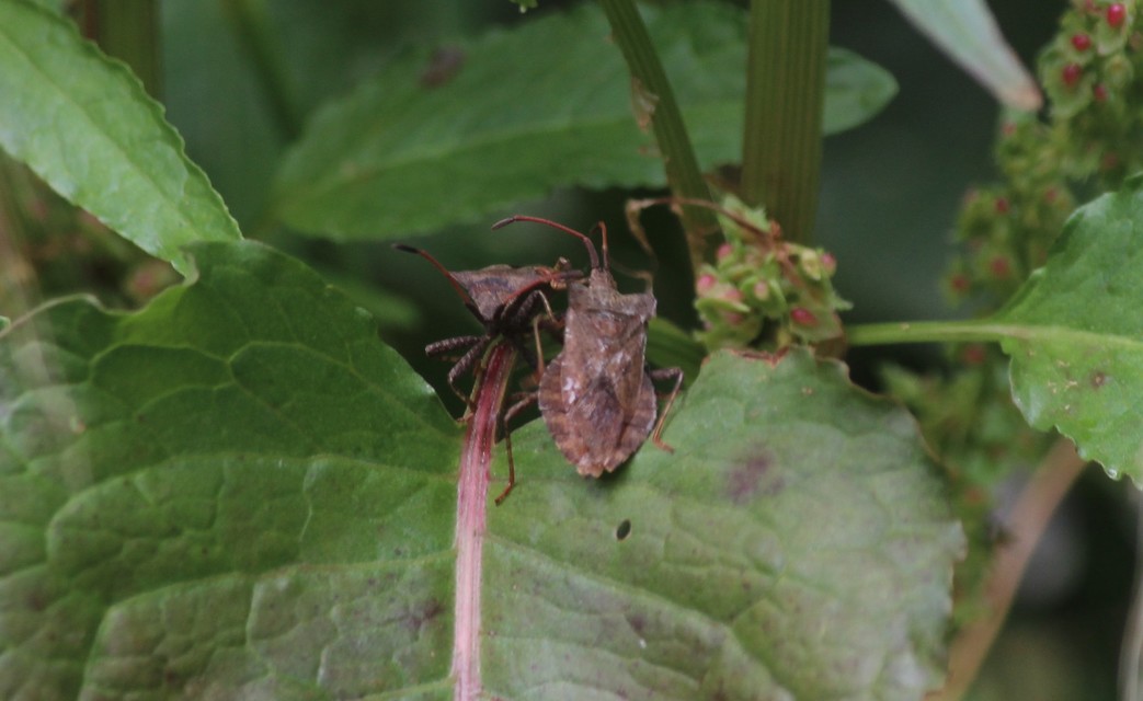 Coreus marginatus - közönséges karimáspoloska