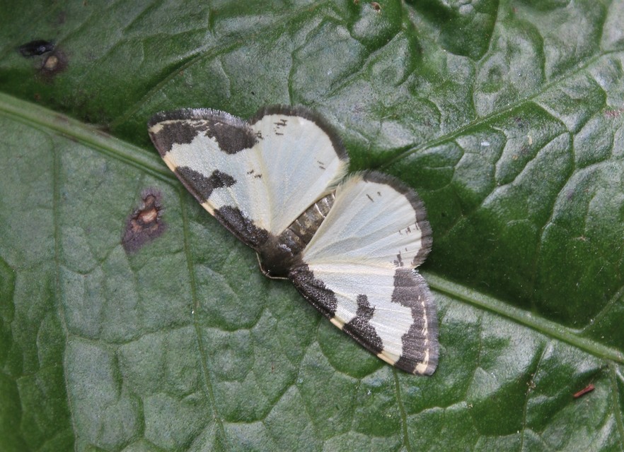 Lomaspilis marginata - szegélyes nyárfaaraszoló