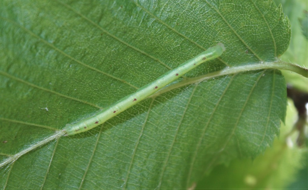 Chloroclysta siterata - salátazöld araszoló