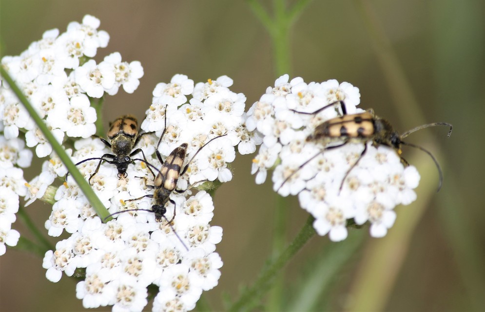 Pachytodes erraticus - rajzos virágcincér