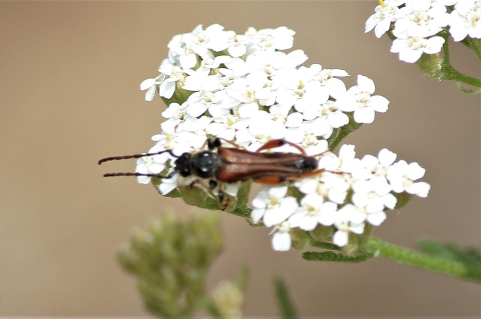 Stenopterus rufus - tarkacsápú keskenyfedőscincér