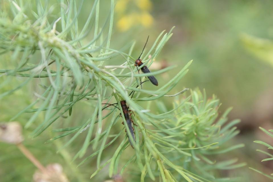 Oberea erythrocephala - pirosfejű kutyatejcincér