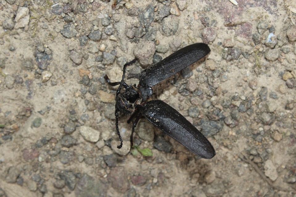 Prionus coriarius - csőszcincér