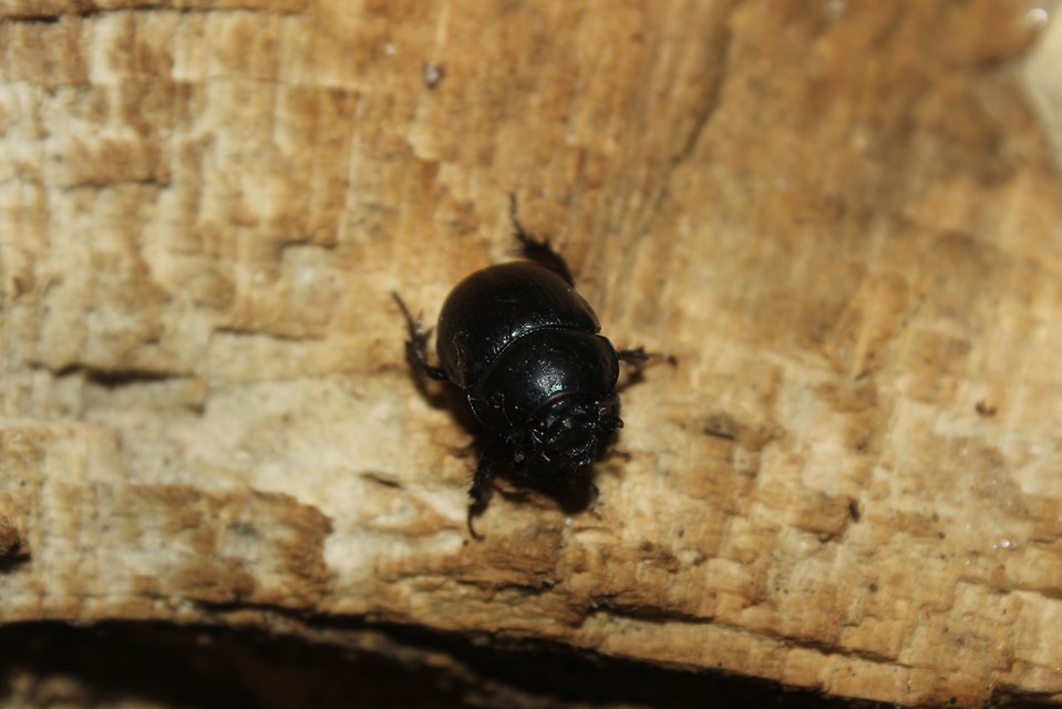 Anoplotrupes stercorosus - erdei álganéjtúró