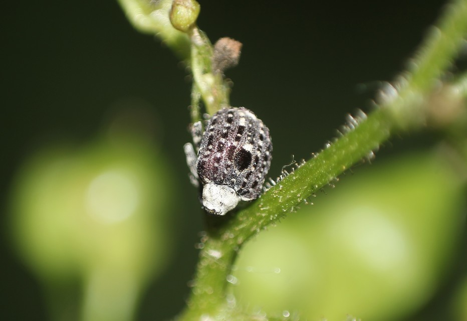 Cionus scrophulariae - görvélyfű-gömbormányos