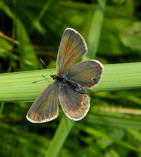 Plebejus argyrognomon - tintakék boglárka