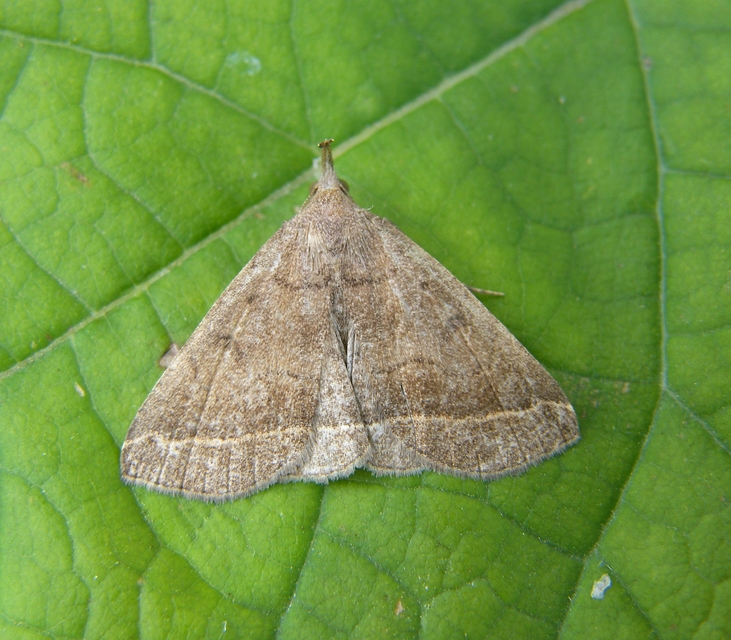 Pechipogo plumigeralis - tollascsápú karcsúbagoly