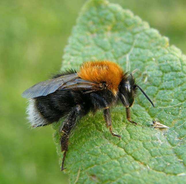 Hymenoptera - Hártyásszárnyúak