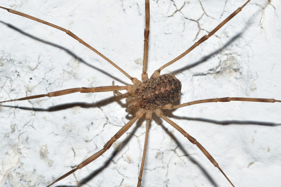 Opilio saxatilis