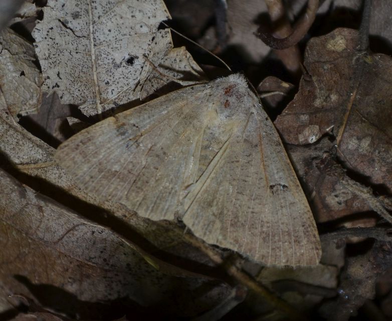 Lygephila craccae - gyakori csüdfűbagoly