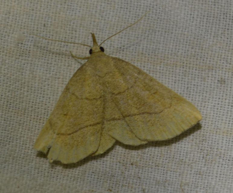 Paracolax tristalis - sárgás karcsúbagoly
