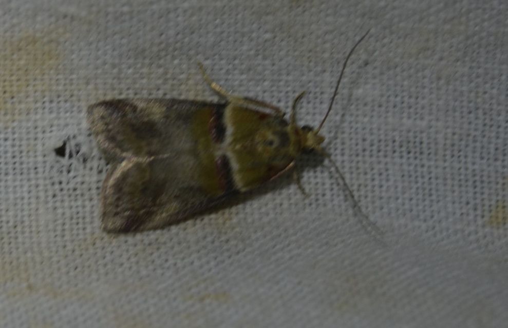 Acrobasis