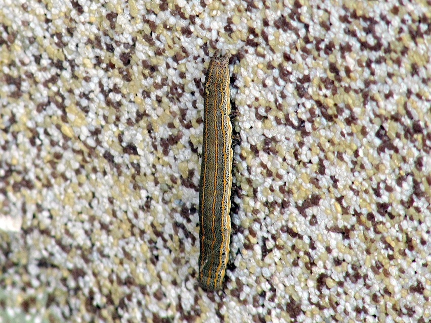 Anophia leucomelas - déli folyófűbagoly
