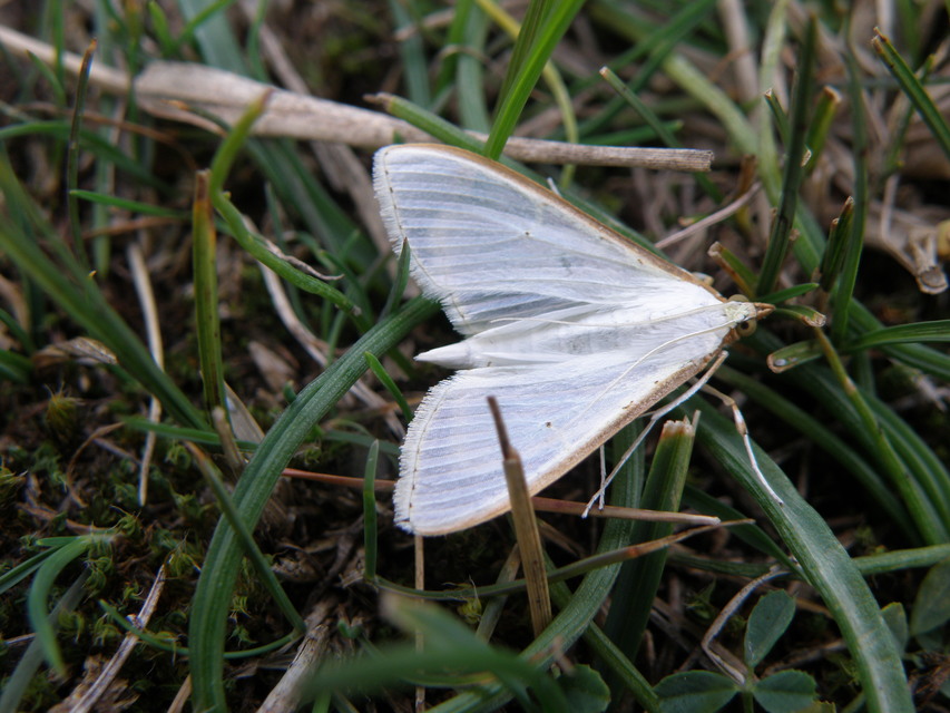Palpita vitrealis - hófehér tűzmoly