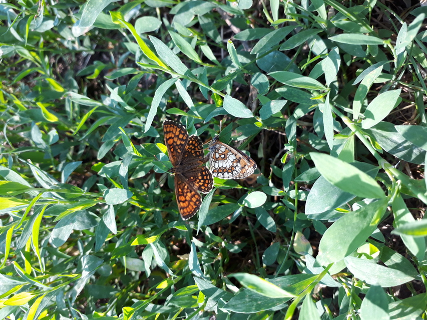 Melitaea athalia - közönséges tarkalepke