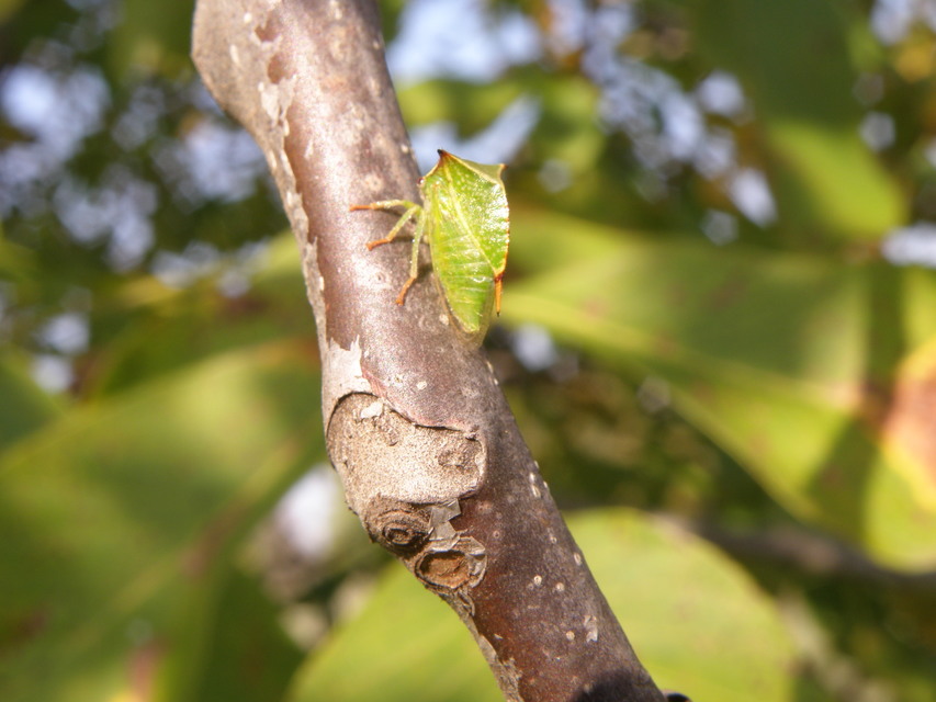 Stictocephala bisonia - bivalykabóca