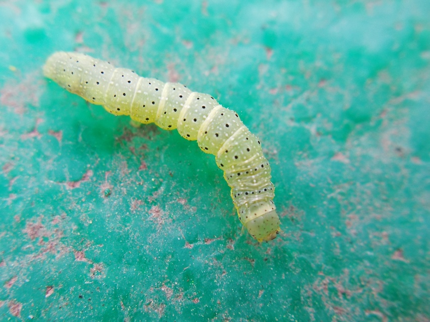 Lacanobia oleracea - saláta-kertibagoly