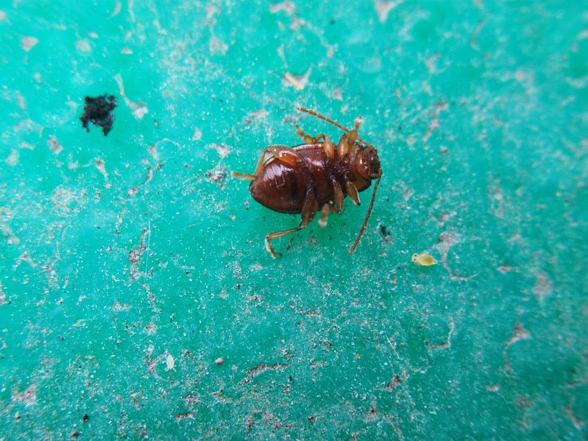 Neocrepidodera