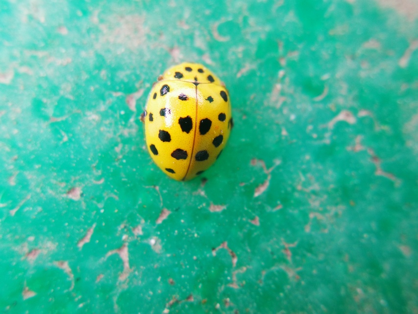Psyllobora vigintiduopunctata - huszonkétpettyes katica
