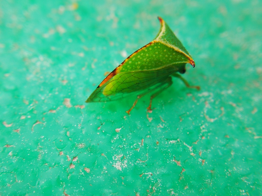 Stictocephala bisonia - bivalykabóca