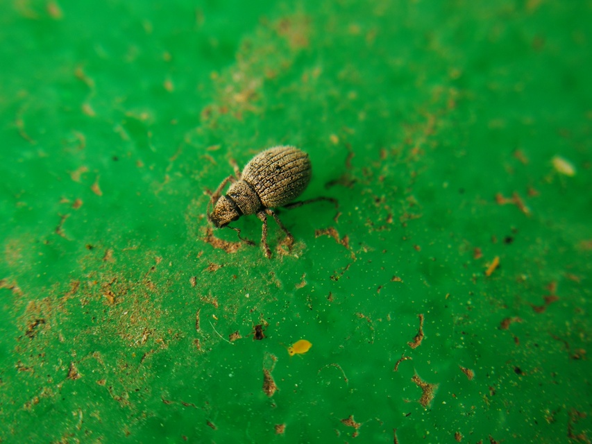 Foucartia squamulata - közönséges törpebarkó