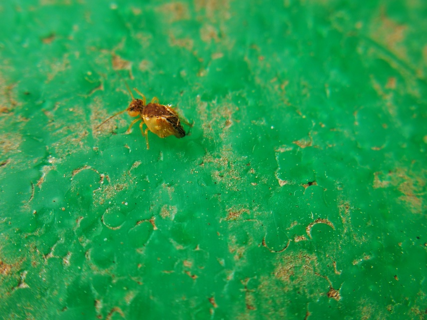 Sminthurus maculatus