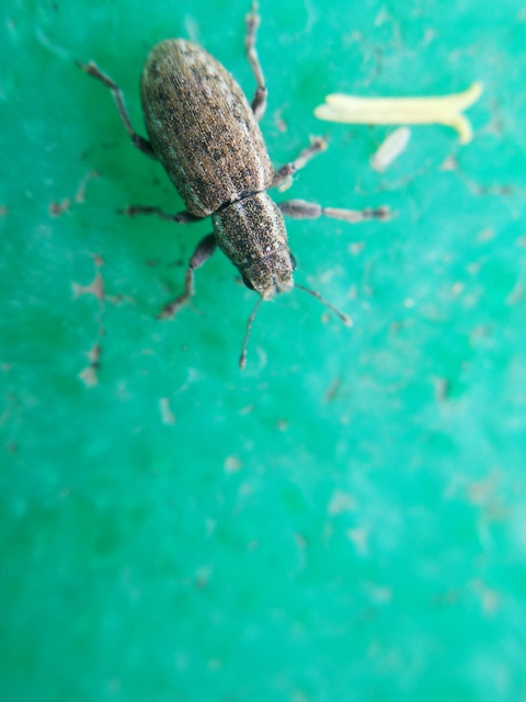 Sitona puncticollis - nagy csipkézőbogár