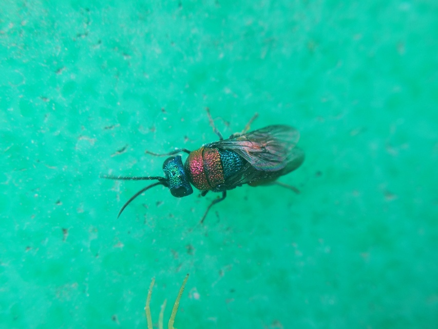 Chrysididae - fémdarazsak