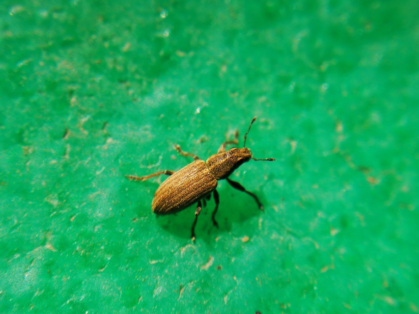 Sitona lineatus - sávos csipkézőbogár