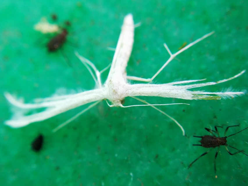Pterophorus pentadactyla - fehér tollasmoly