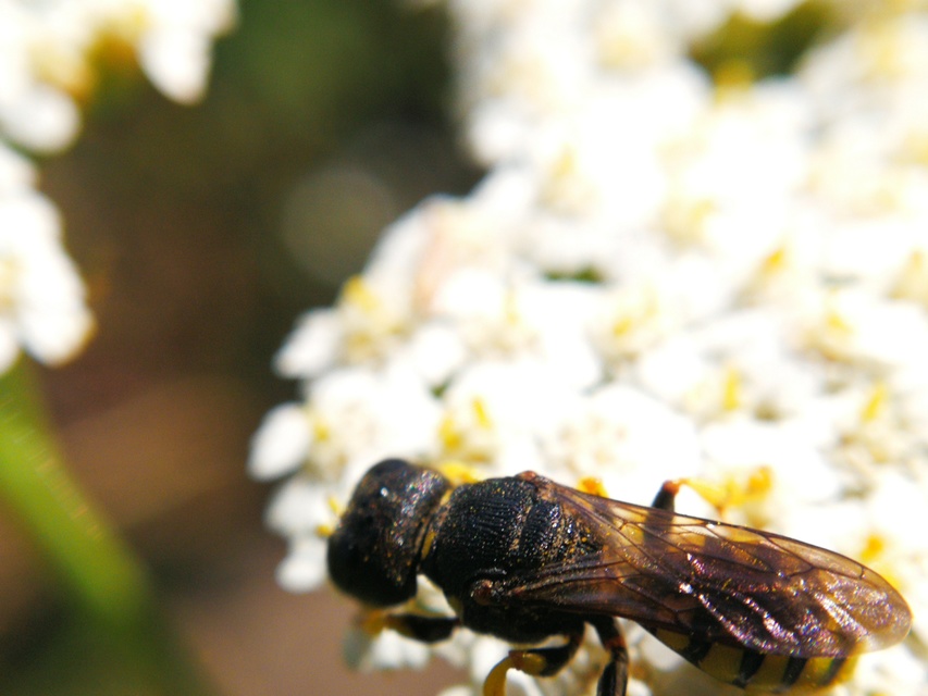 Crabronidae - szitásdarazsak