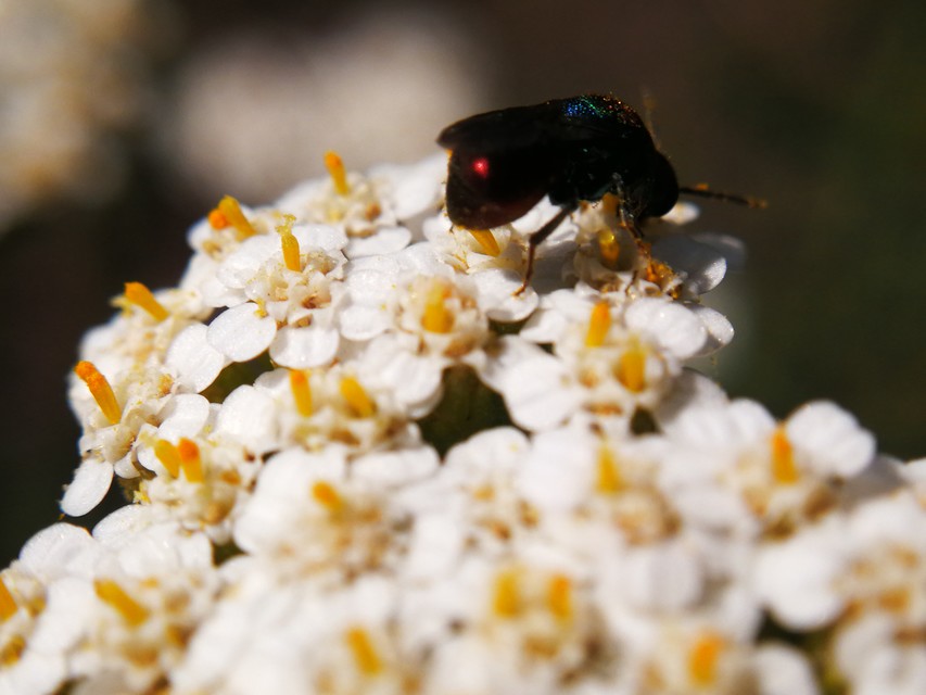 Chrysididae - fémdarazsak