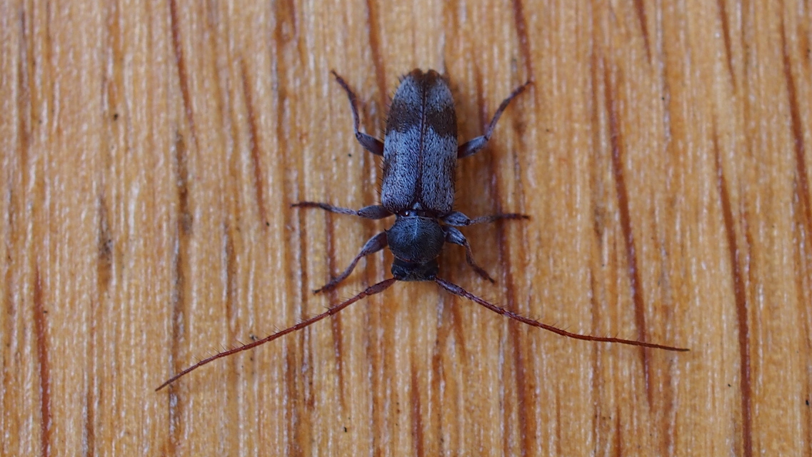 Exocentrus lusitanus - hársfa-rőzsecincér