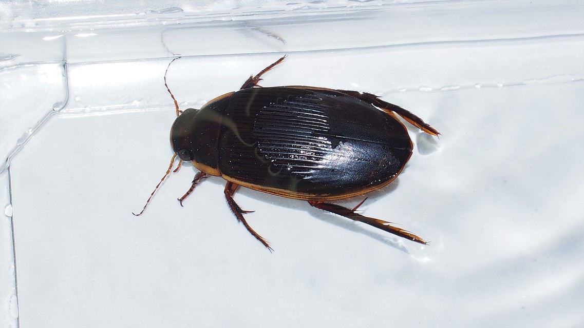 Dytiscus dimidiatus - tompacsípős csíkbogár